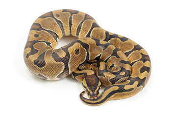 Ball python (Python regius) on a white background