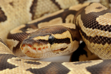 Ball python (Python regius) on a white background