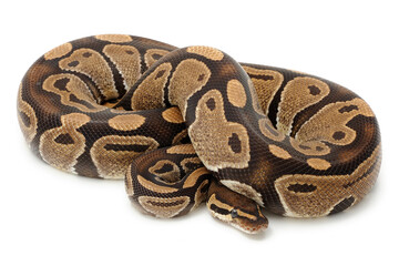 Fototapeta premium Ball python (Python regius) on a white background