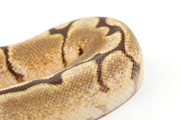 Obraz premium Ball python (Python regius) on a white background