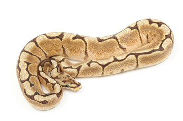Ball python (Python regius) on a white background