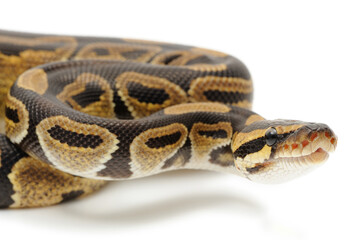 Ball python (Python regius) on a white background