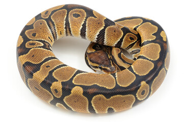 Ball python (Python regius) on a white background