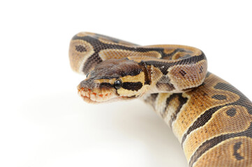 Ball python (Python regius) on a white background