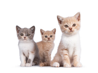 Fototapeta na wymiar Bunch of 3 various colored British Shorthair cat kittens, standing and sitting together. All facing camera. Isolated on on white background.