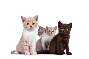 Group of 4 various colored British Shorthair cat kittens, standing and sitting together. All facing camera exept one. Isolated on on white background.