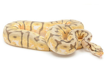 Ball python (Python regius) on a white background