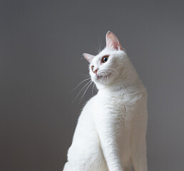 Obraz premium 白猫のポートレート グレー背景 