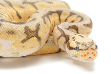 Ball python (Python regius) on a white background