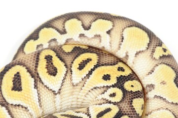 Fototapeta premium Ball python (Python regius) on a white background