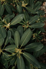 Obraz premium green leaves background