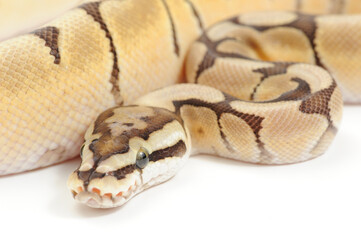 Ball python (Python regius) on a white background