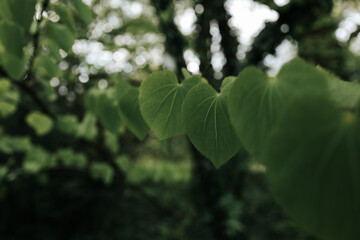 nature macro