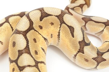 Obraz premium Ball python (Python regius) on a white background