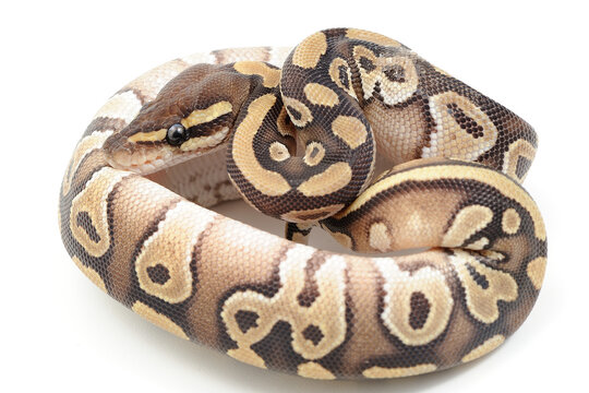Ball python (Python regius) on a white background