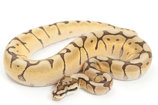 Ball python (Python regius) on a white background