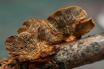 Fototapeta na wymiar Forest mushrooms polypores - medicine plant