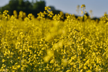 View of yellow Rape or Canola field. Rapeseed (Brassica napus) oil seed rape. Shallow depth of field
