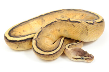 Obraz premium Ball python (Python regius) on a white background