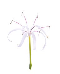Crinum asiaticum flower isolated on white background