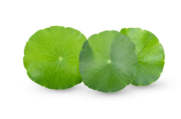 Asiatic leaves isolated on white background.