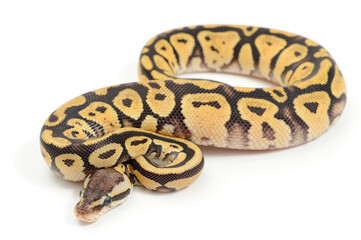 Ball python (Python regius) on a white background