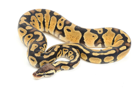 Ball python (Python regius) on a white background