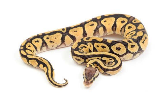 Ball python (Python regius) on a white background