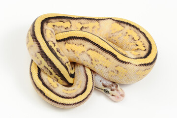 Ball python (Python regius) on a white background
