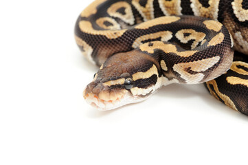 Ball python (Python regius) on a white background
