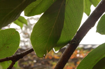 Close-up de hojas en una rama con una gota de agua que cae