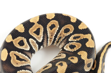 Ball python (Python regius) on a white background