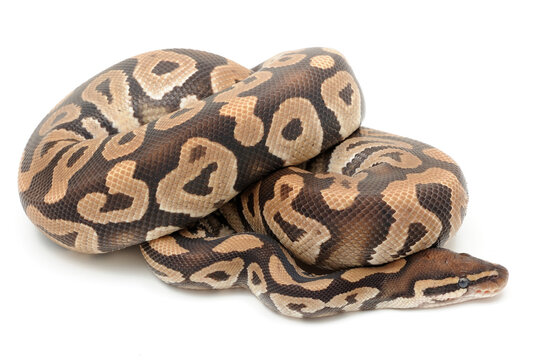 Ball python (Python regius) on a white background