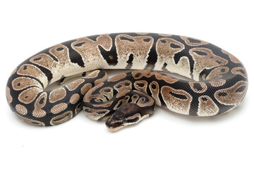 Ball python (Python regius) on a white background