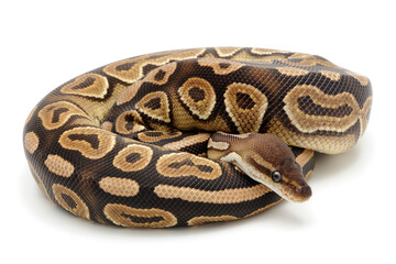 Fototapeta premium Ball python (Python regius) on a white background