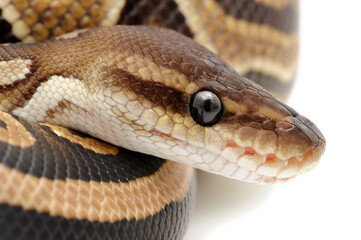 Ball python (Python regius) on a white background