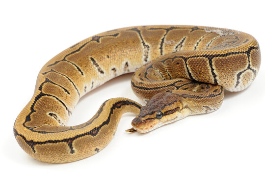 Ball python (Python regius) on a white background