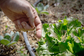 Woman's hand closed to a grasshopper resting on a head of salad in a garden lit by the summer sun.