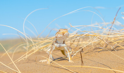 Desert agama sits on a sand dune in the desert on a bright sunny day