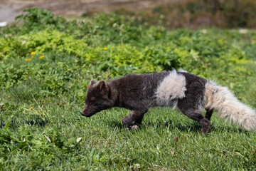 Arctic fox at Hornstrandir Nature Reserve, Westfjords, Iceland. Molting male fox portrait at spring in the wild.