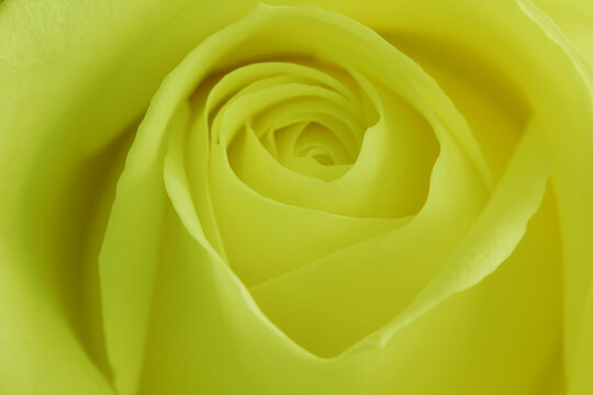 Yellow Rose 3nd Chakra SOLAR PLEXUS - stock photo