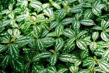 close up of green leaves background
