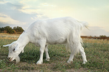 Obraz na płótnie Canvas Cute white goat on pasture. Animal husbandry