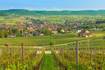 Fototapeta na wymiar Panoramic landscape of terraced vineyards in Hallau winegrowing town in Swiss countryside and Hallauerberg mountain. Heritage vineyards of Switzerland wine region. Schaffhausen Canton of Switzerland.