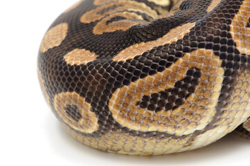 Ball python (Python regius) on a white background