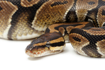 Obraz premium Ball python (Python regius) on a white background