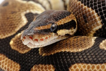 Ball python (Python regius) on a white background