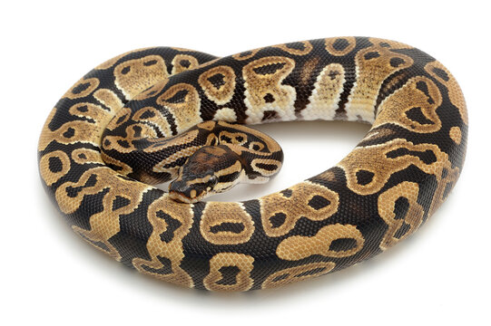 Ball python (Python regius) on a white background