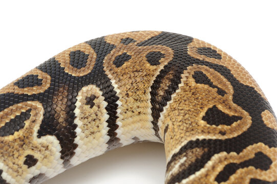 Ball python (Python regius) on a white background
