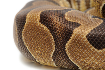 Obraz premium Ball python (Python regius) on a white background
